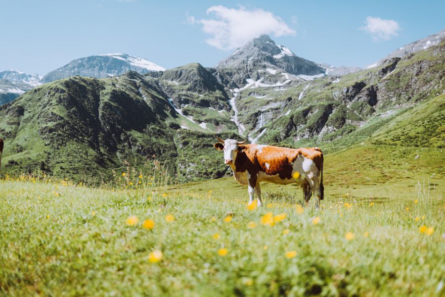 Kuh auf einer blühenden Almwiese vor Salzburger Bergkulisse